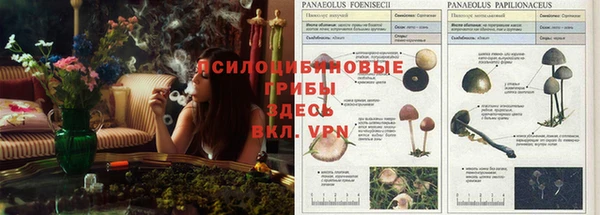apvp Касимов